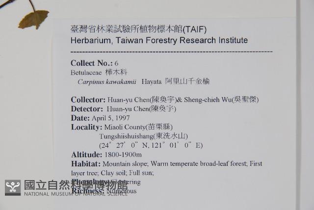 阿里山千金榆藏品圖，第2張