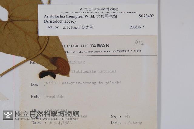 大葉馬兜鈴藏品圖，第2張