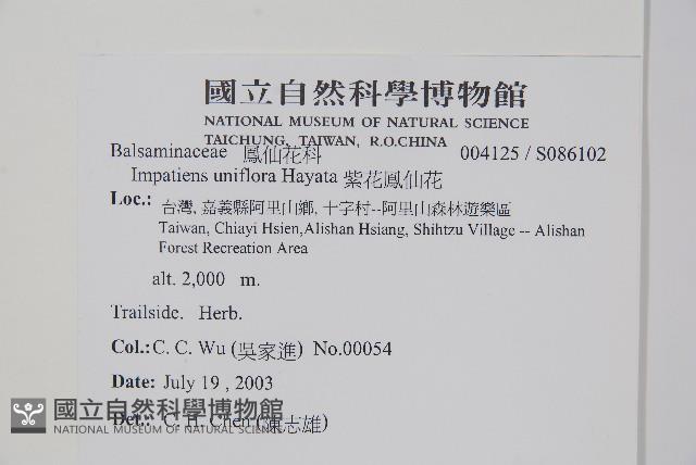 紫花鳳仙花藏品圖，第2張