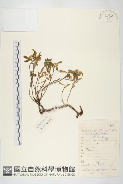 卵葉菜欒藤藏品圖，第3張