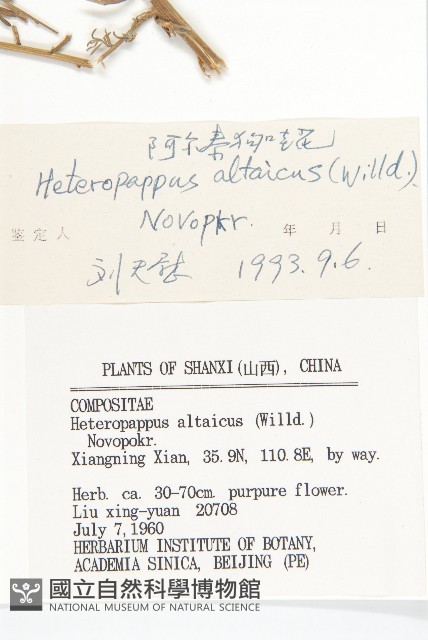 阿爾泰狗哇花藏品圖，第3張
