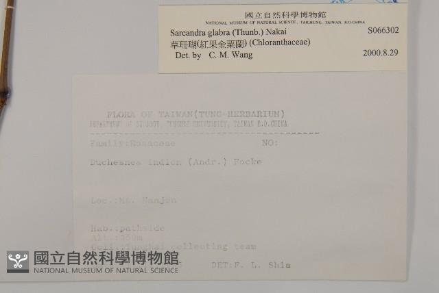 草珊瑚、紅果金粟蘭藏品圖，第2張