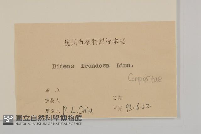 大狼把草藏品圖，第3張