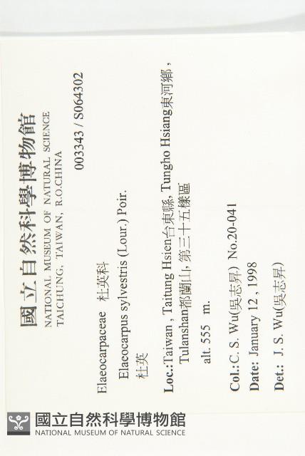 杜英、山杜英、蘭嶼杜英藏品圖，第2張