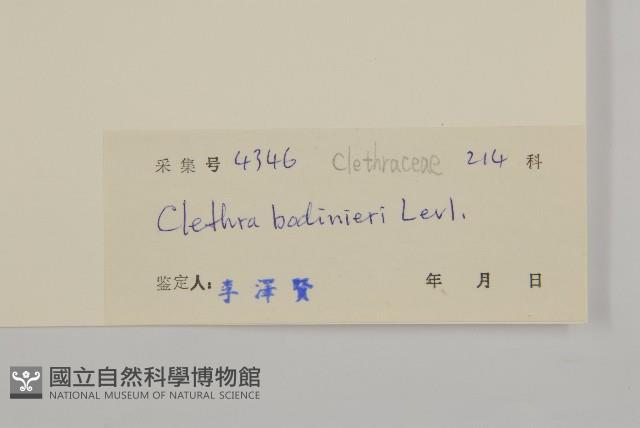 單毛山柳藏品圖，第3張