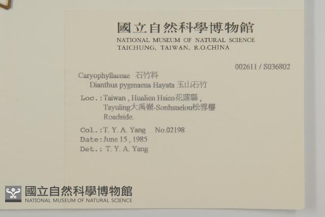 玉山石竹藏品圖，第2張