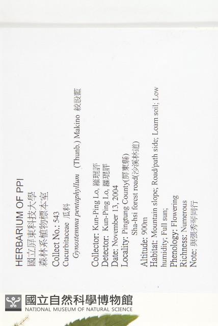 絞股藍藏品圖，第2張