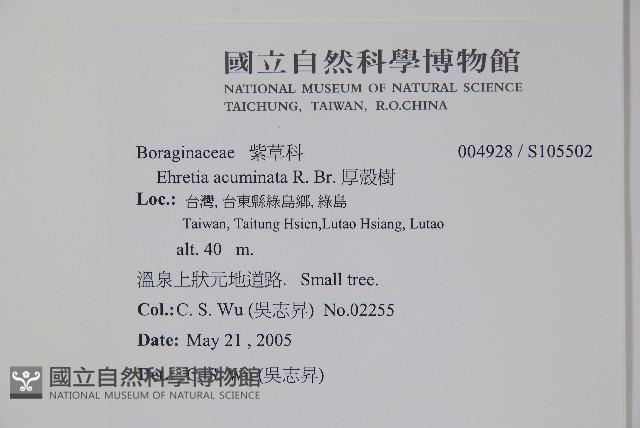 厚殼樹藏品圖，第2張