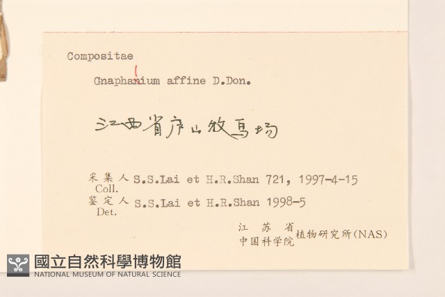 鼠麴草藏品圖，第3張