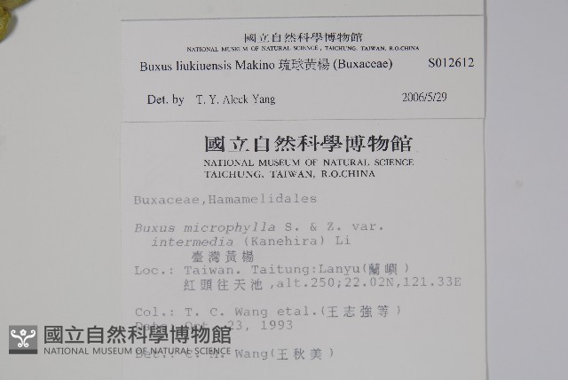 琉球黃楊藏品圖，第2張