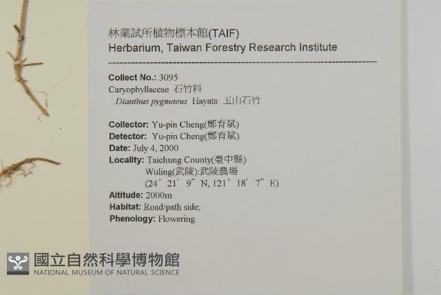 玉山石竹藏品圖，第2張