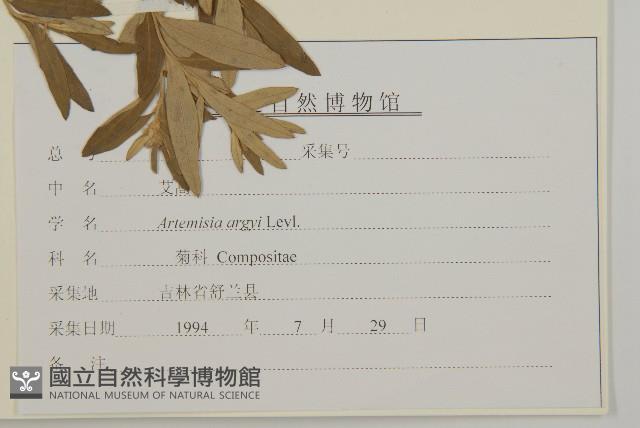 艾蒿藏品圖，第3張