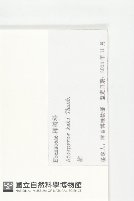 柿、柿仔、紅柿藏品圖，第3張
