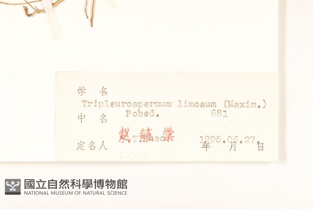 三肋果藏品圖，第3張