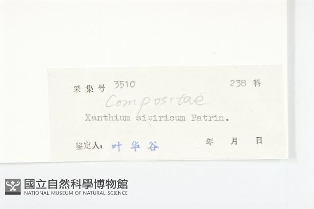 蒼耳藏品圖，第3張