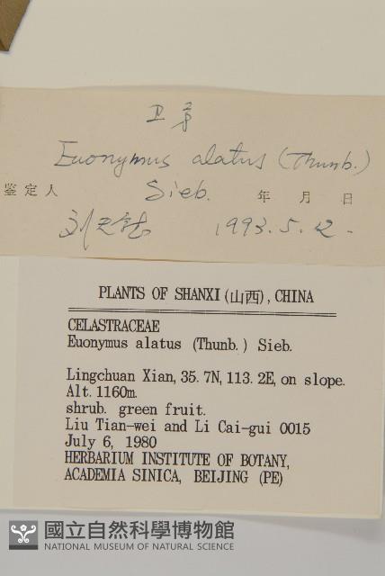 衛矛藏品圖，第3張