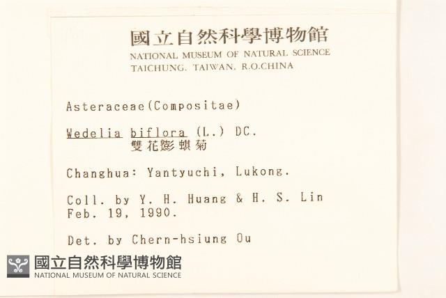 雙花蟛蜞菊藏品圖，第2張