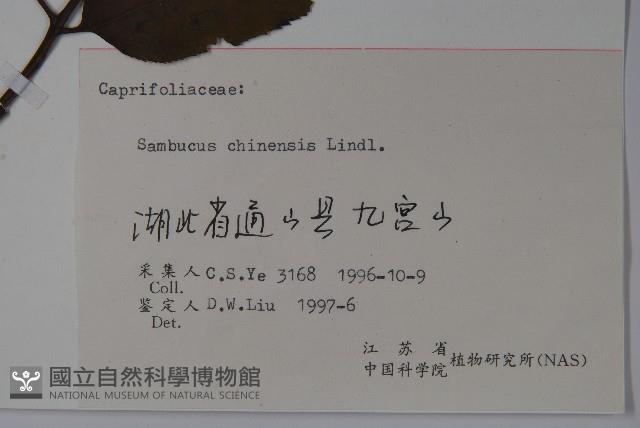 冇骨消藏品圖，第2張