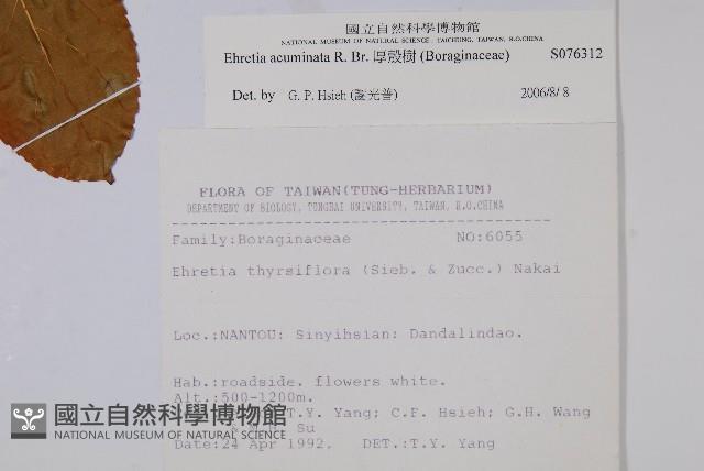 厚殼樹藏品圖，第2張