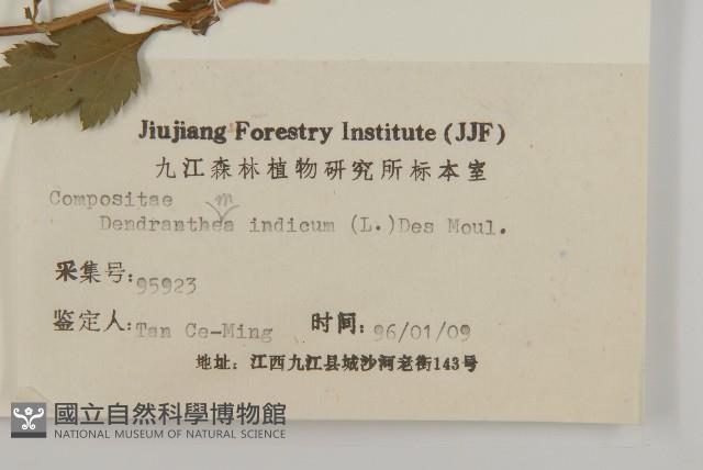 油菊、野菊藏品圖，第3張