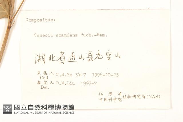 蔓黃菀藏品圖，第3張