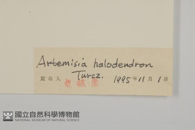 鹽蒿藏品圖，第3張