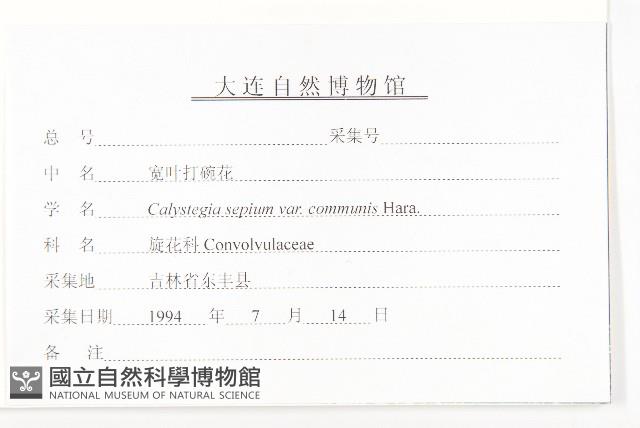 寬葉打碗花藏品圖，第3張