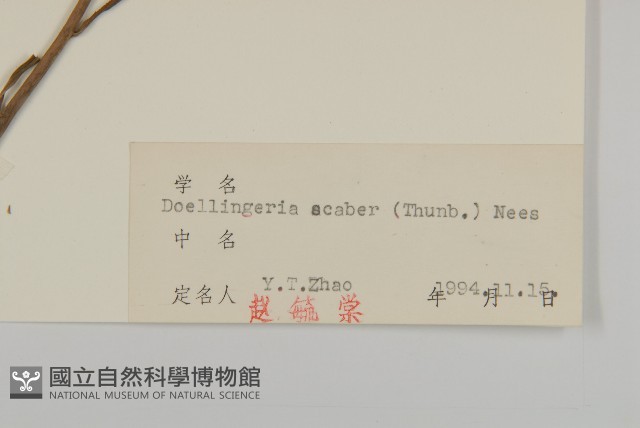 東風菜藏品圖，第3張