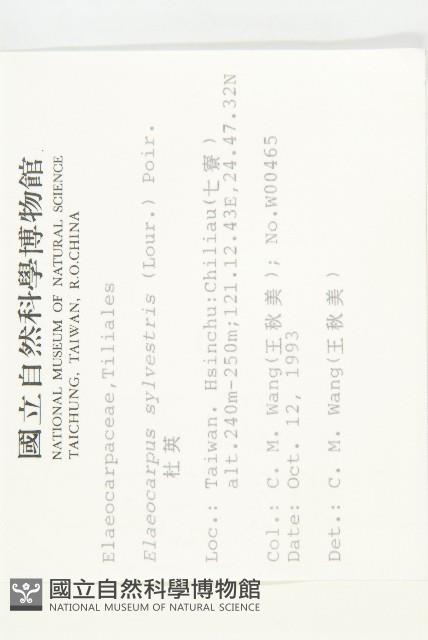 杜英、山杜英、蘭嶼杜英藏品圖，第2張