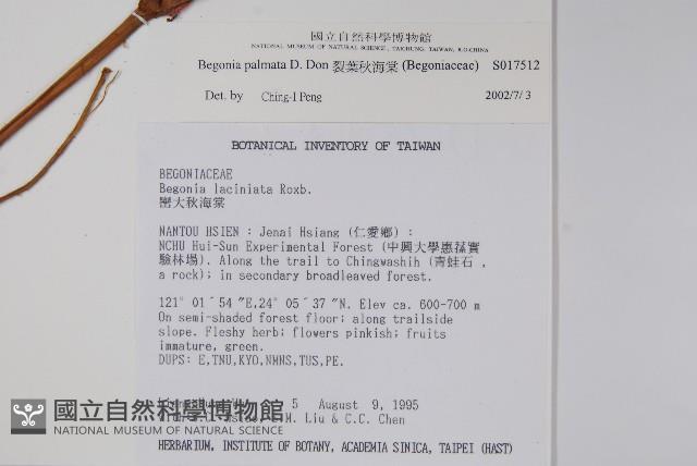 裂葉秋海棠藏品圖，第2張