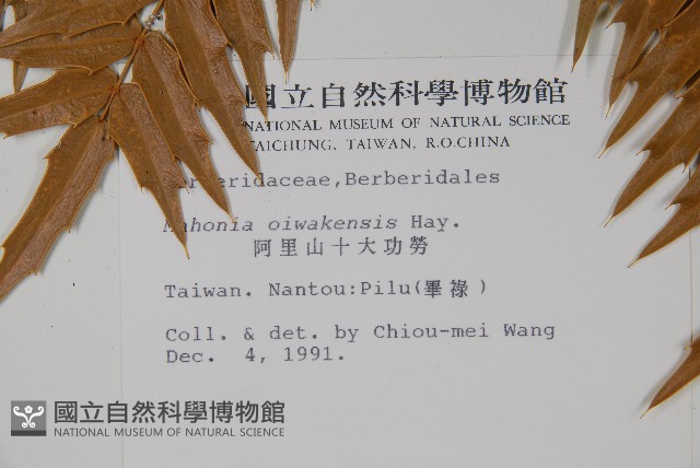 阿里山十大功勞藏品圖，第2張
