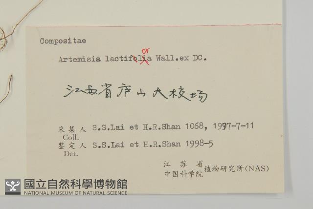 角菜、珍珠菜藏品圖，第3張