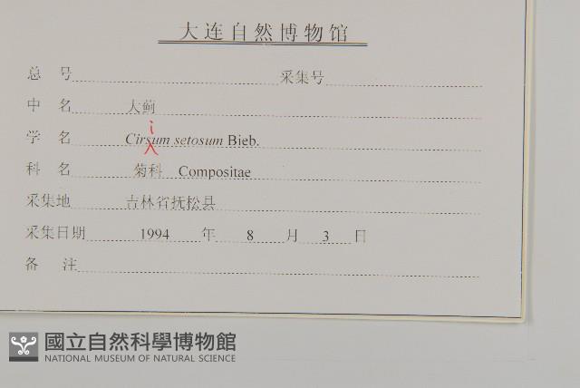 大刺兒菜藏品圖，第3張