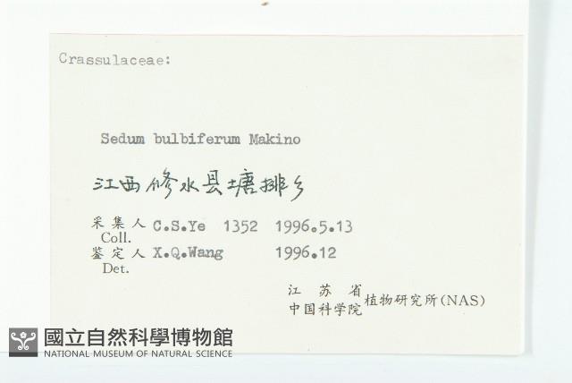 珠芽佛甲草藏品圖，第3張