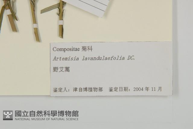 野艾蒿藏品圖，第3張