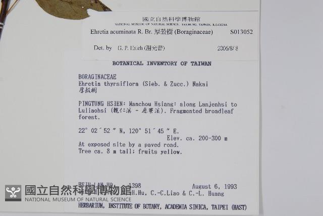 厚殼樹藏品圖，第2張