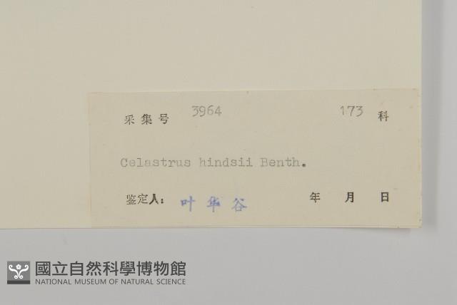 南華南蛇藤，青江藤藏品圖，第3張