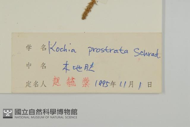 木地膚藏品圖，第3張