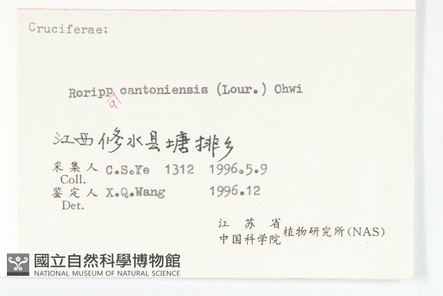 廣東葶藶藏品圖，第3張