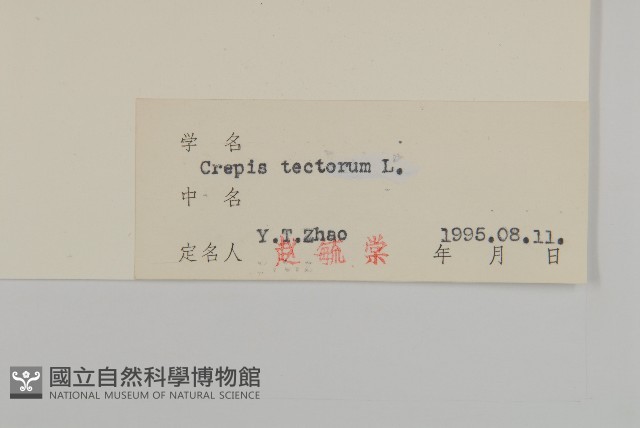 還陽參藏品圖，第3張