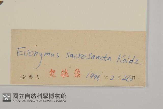 衛矛藏品圖，第3張