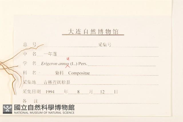 白頂飛蓬藏品圖，第3張