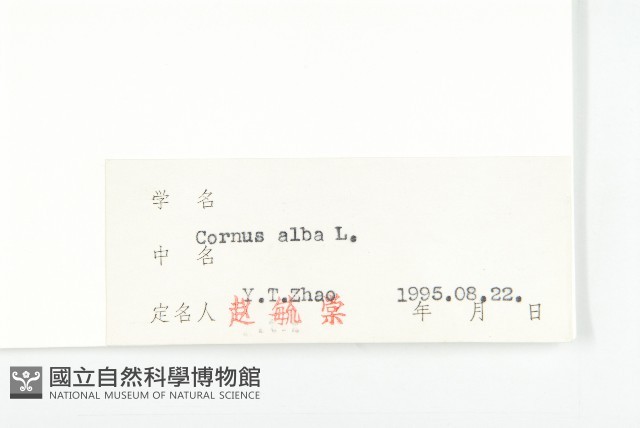 紅瑞木藏品圖，第3張