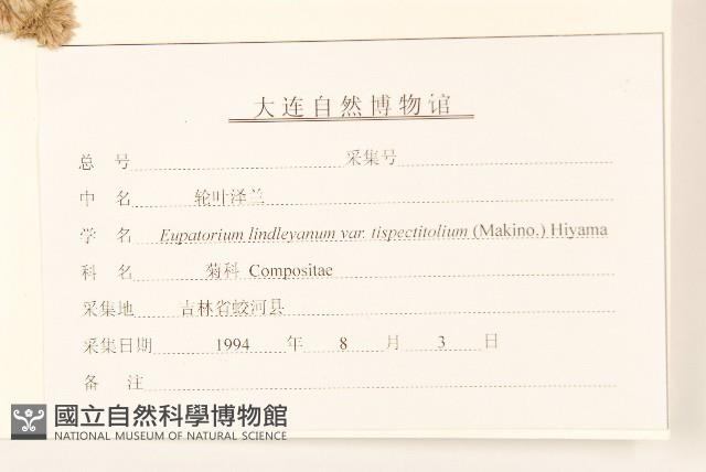 輪葉澤蘭藏品圖，第3張