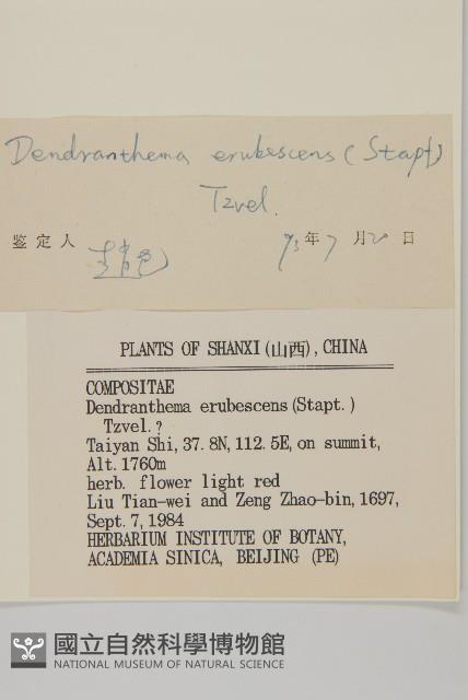 小紅菊藏品圖，第3張