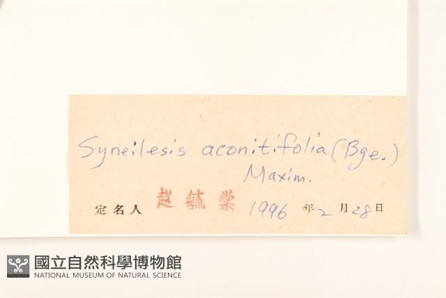 兔兒傘藏品圖，第3張