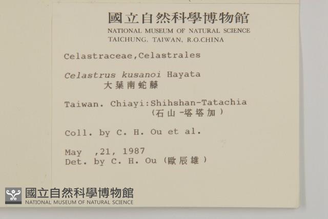 大葉南蛇藤藏品圖，第2張