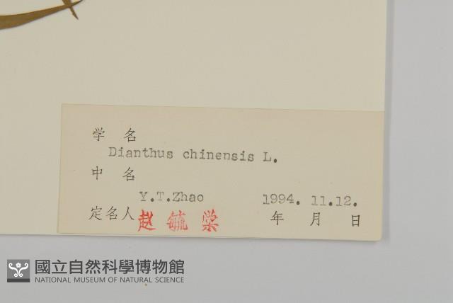 石竹、洛陽花、剪絨花藏品圖，第3張