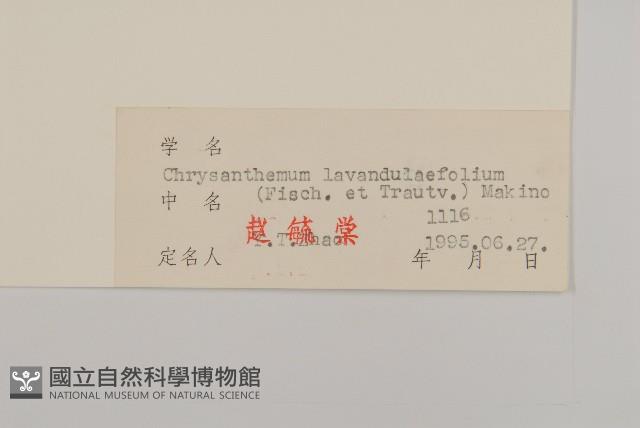 甘菊藏品圖，第3張