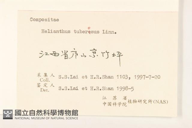 塊根向日葵藏品圖，第3張